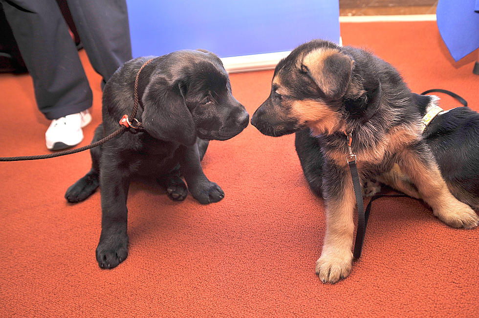 The Federal Prison Camp In Duluth Welcomed New Puppies To Train