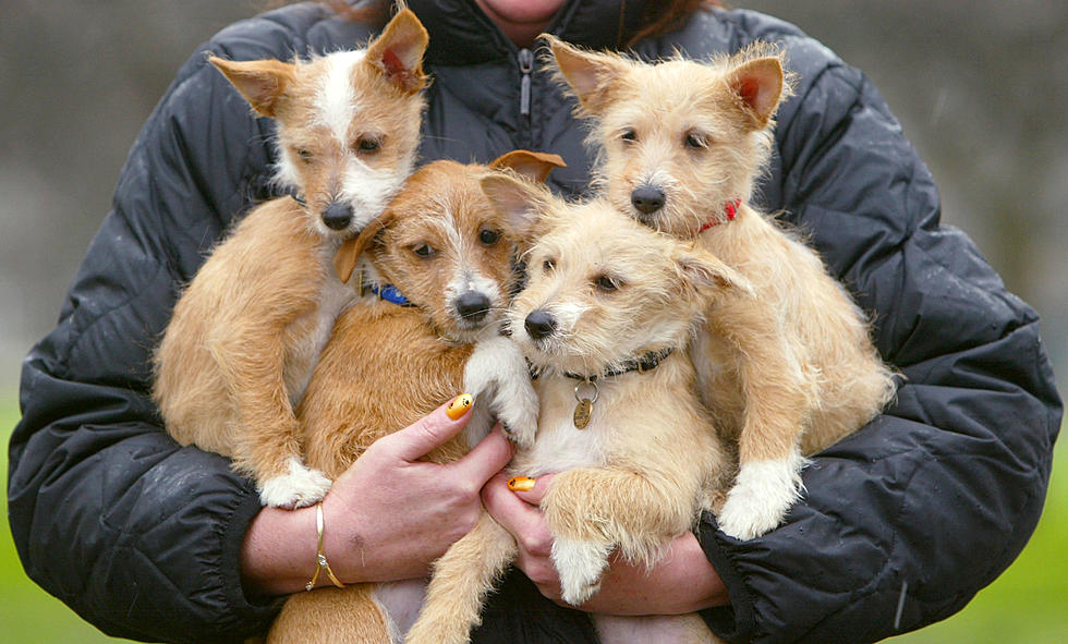 The Federal Prison Camp In Duluth Welcomed New Puppies To Train