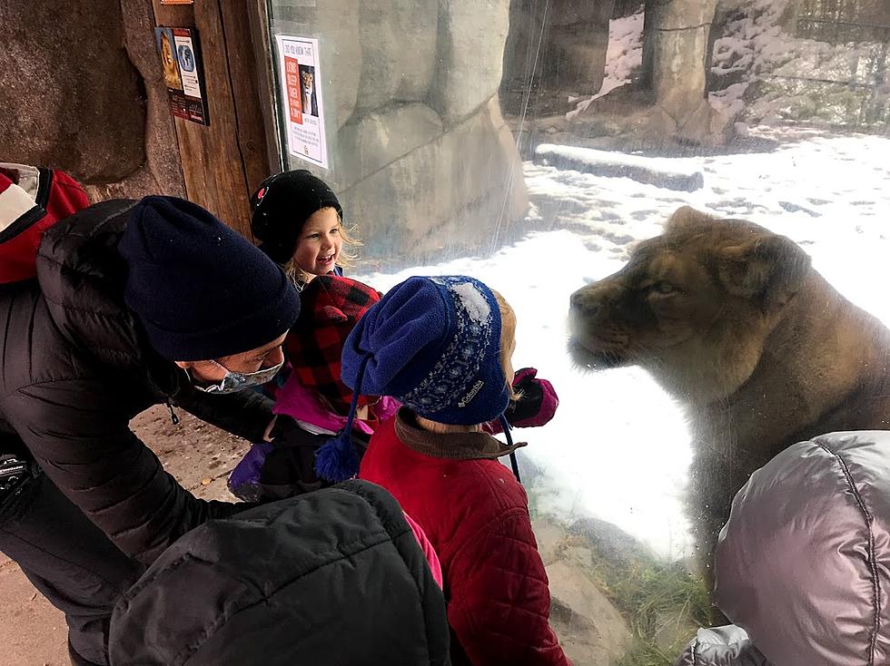 Lake Superior Zoo Revue: Zoo School Is Now Offering Scholarships For Summer Program