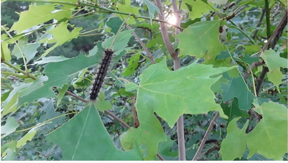 Gypsy Moth Treatment Plan Is In Place For Wisconsin Counties Including Douglas County