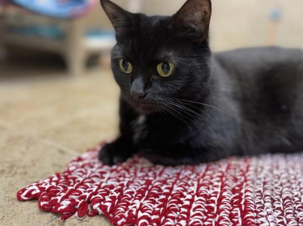 The Animal Allies Pet Of The Week Is A Sassy Cat Named Kimby