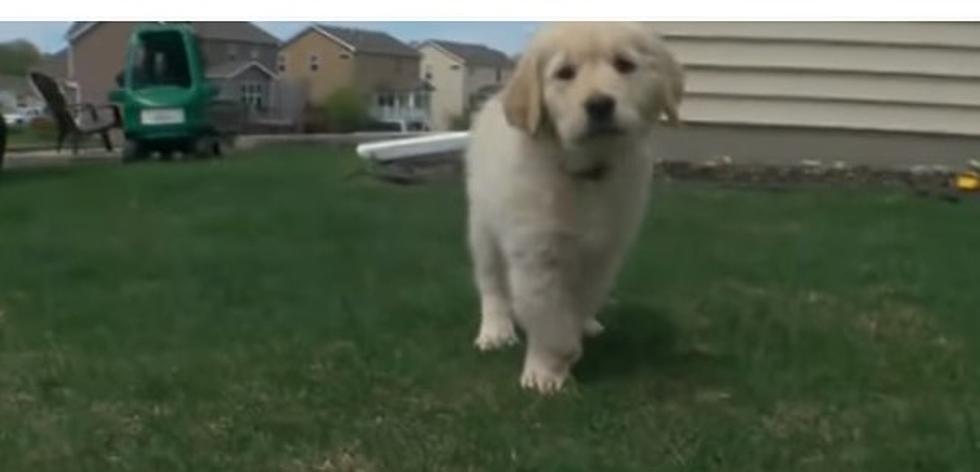 A  Young Minnesota Boy With A Prosthetic Leg Received A Very Special Puppy