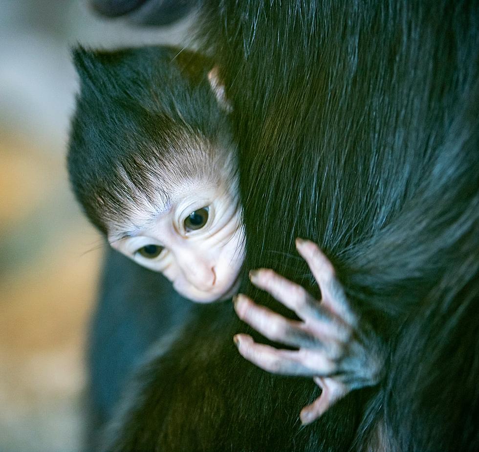 Lake Superior Zoo Revue: Black-Crested Mangabey Monkey And Baby