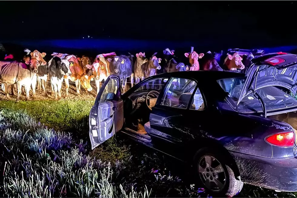 Wisconsin Car Chase Ends Thanks To Cows Stopping Driver