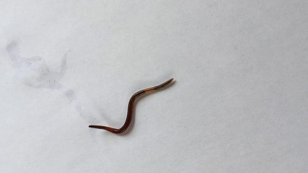 Jumping Worms are Invading Wisconsin &#8211; Here&#8217;s What to Look For