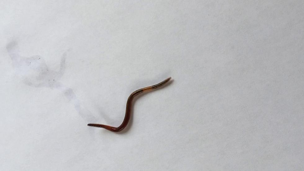 Jumping Worms Invade WI