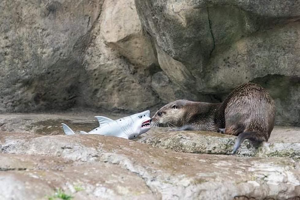 Lake Superior Zoo Revue: What Are Enrichment Activities?