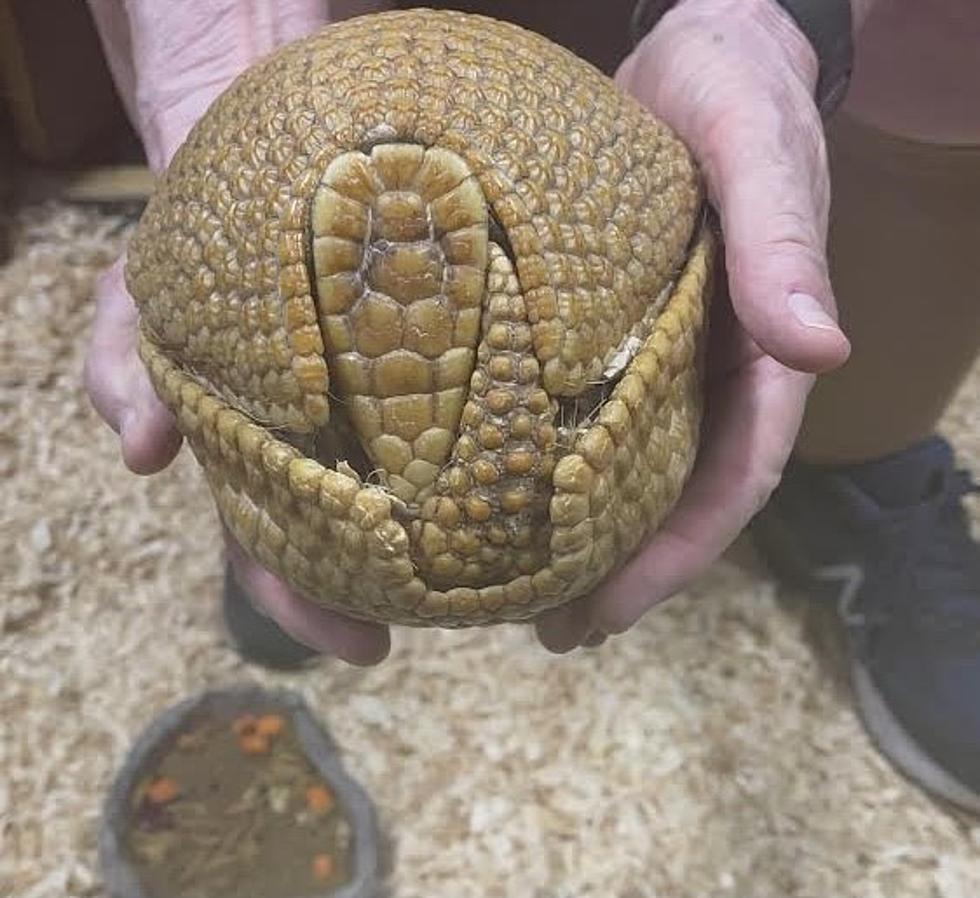 Lake Superior Zoo Revue: The Three Banded Armadillo