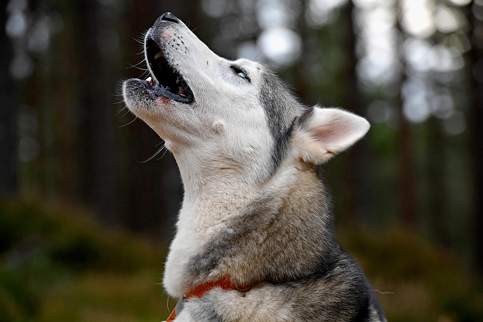 Over 100 Sled Dogs Were Evacuated From Greenwood Fire Area In Northern Minnesota