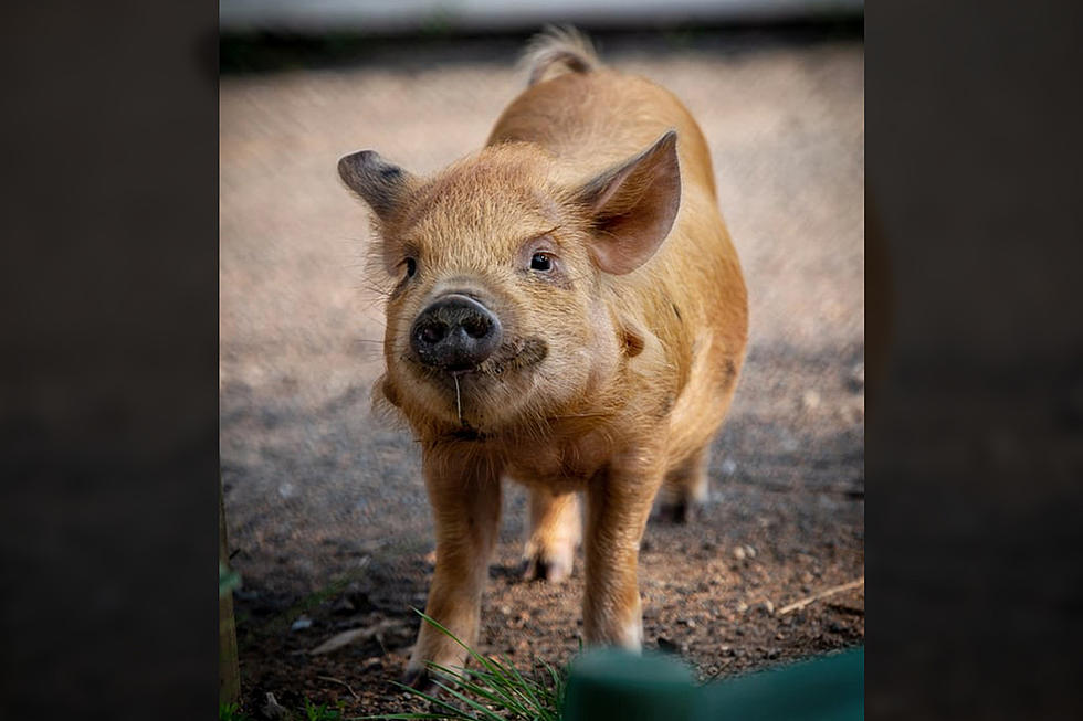 Lake Superior Zoo Revue: Kunekune Pigs