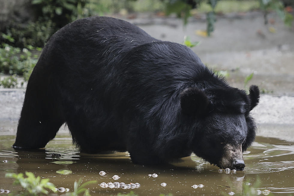 UPDATE: Duluth Man Convicted of Illegally Dumping Bear Carcass