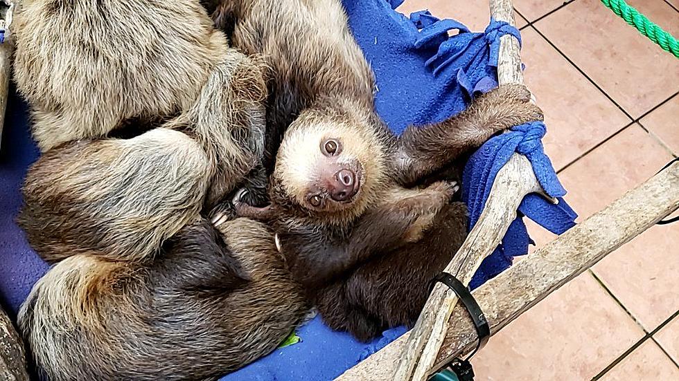 How to Visit Costa Rica from Duluth and Meet a Pile of Baby Sloths