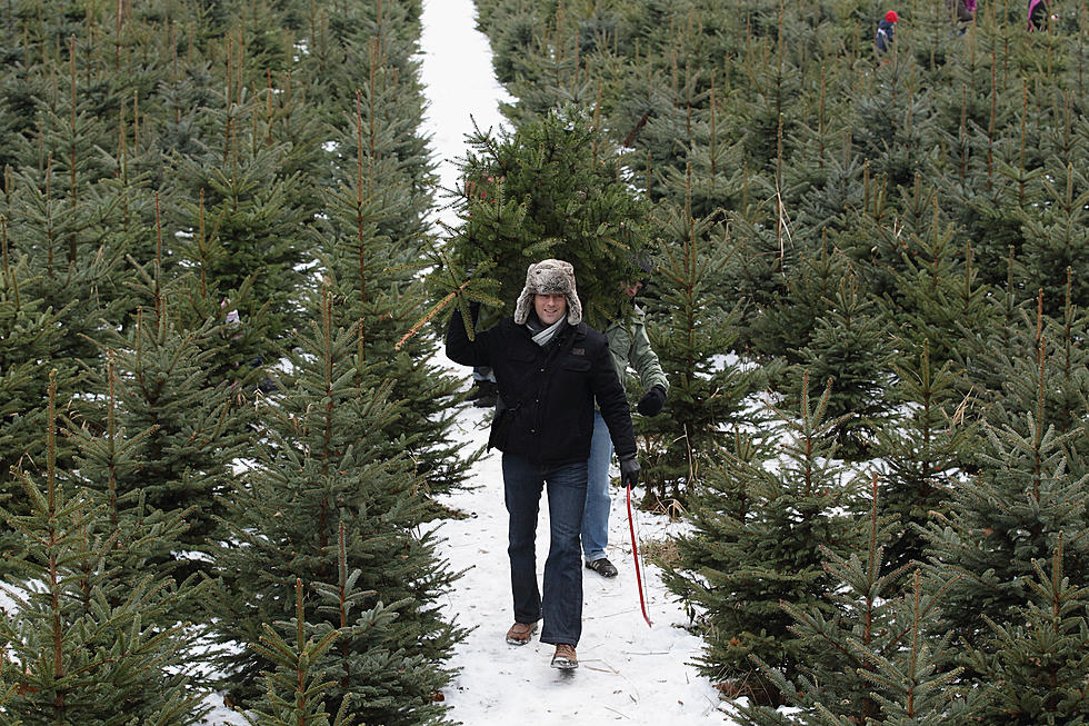 5 Northland Tree Farms To Get A Real Minnesota or Wisconsin Grown Christmas Tree