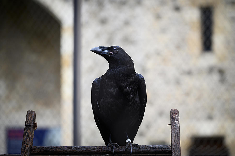 Say Hello To Loki And Grip, Ravens Who Call Lake Superior Zoo Home