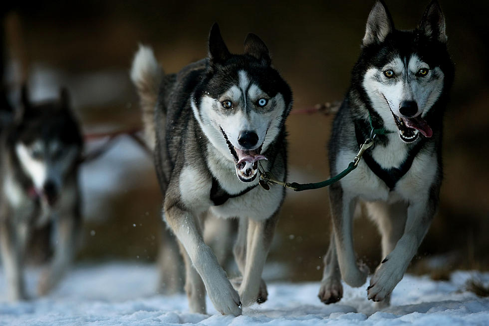 Snowmobile “Purposely” Strikes Sled Dog Team Near Iron River