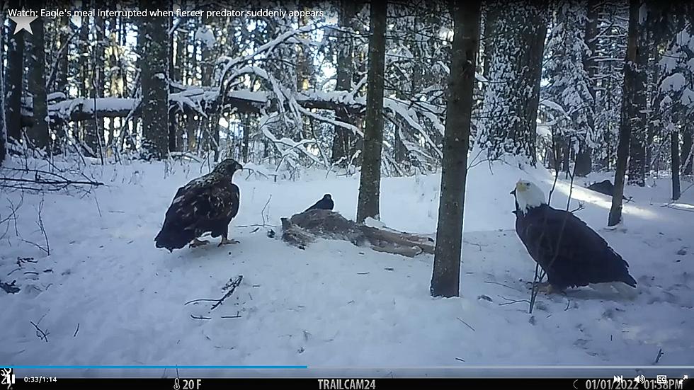 Must Watch: Eagles Caught On Trail Camera Fighting Over Food In Northern Minnesota