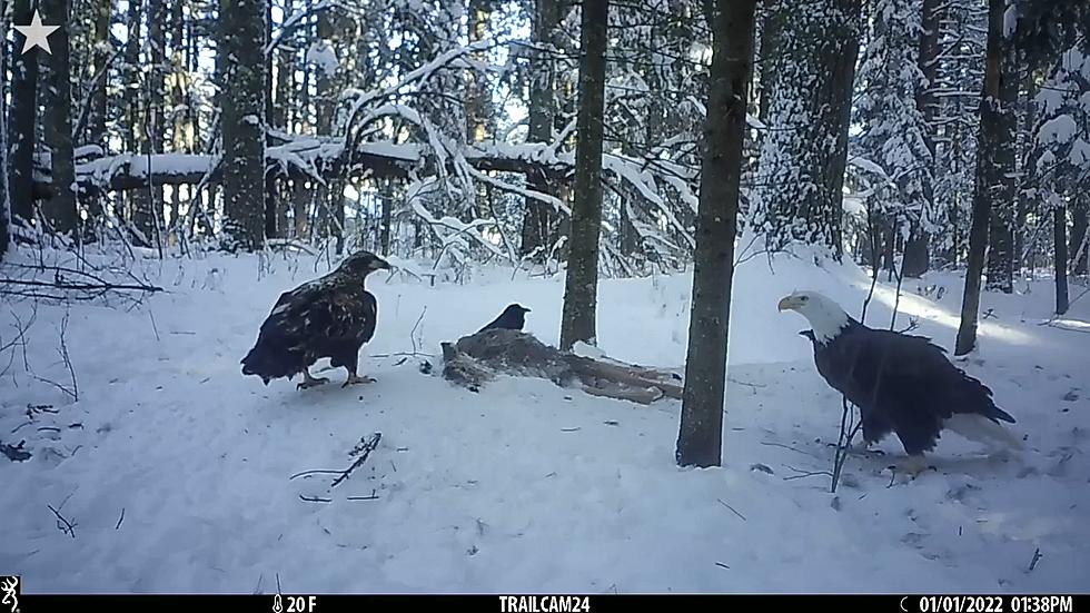 Must Watch: Eagles Caught On Trail Camera Fighting Over Food In Northern Minnesota