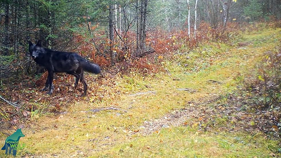 Watch A Pack Of Extreмely Rare Black Wolves In Minnesota