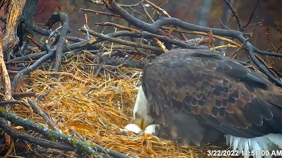 WATCH: First Baby Eaglet Of 2022 Hatches On DNR Eagle Cam
