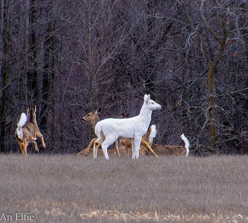 How Rare Are Albino Deer In Minnesota + Wisconsin?