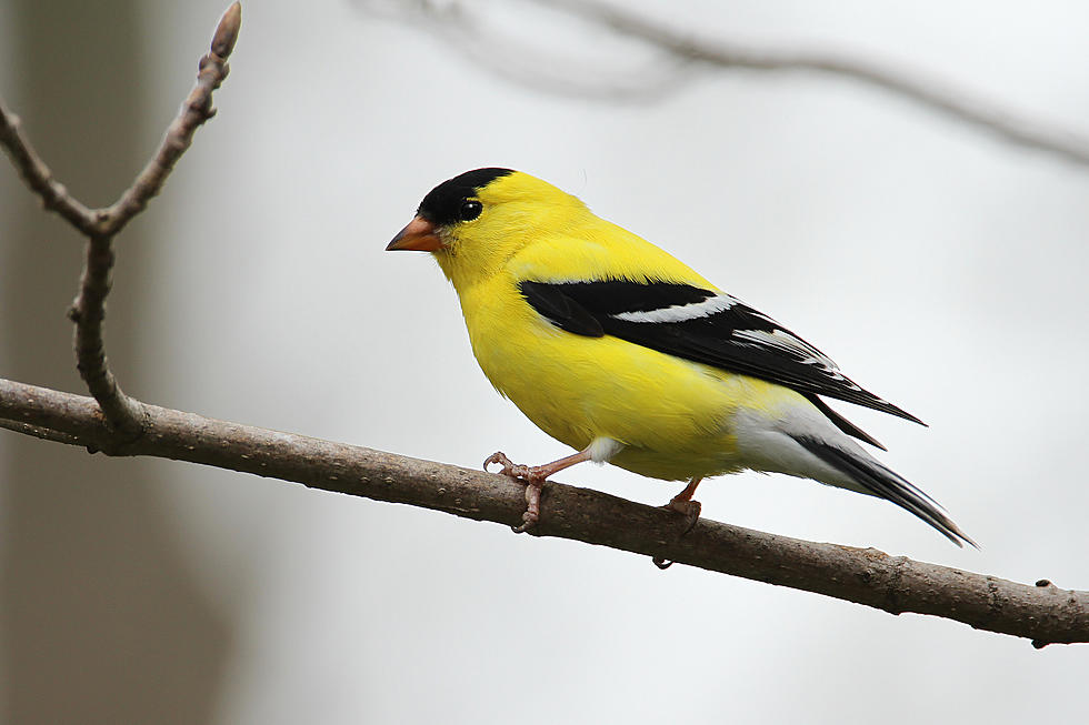 Don't Feed Birds This Spring in MN