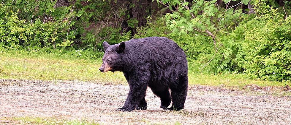 Minnesota Man Sentenced For Shooting Bear in His Backyard