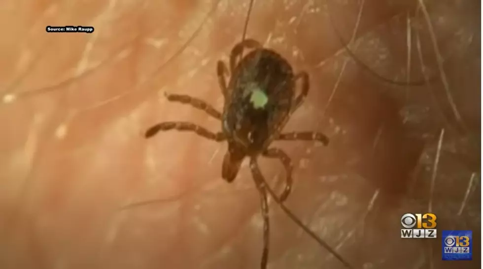 A Tick That Can Cause A Meat Allergy Is On The Move And Has Been Spotted In Minnesota