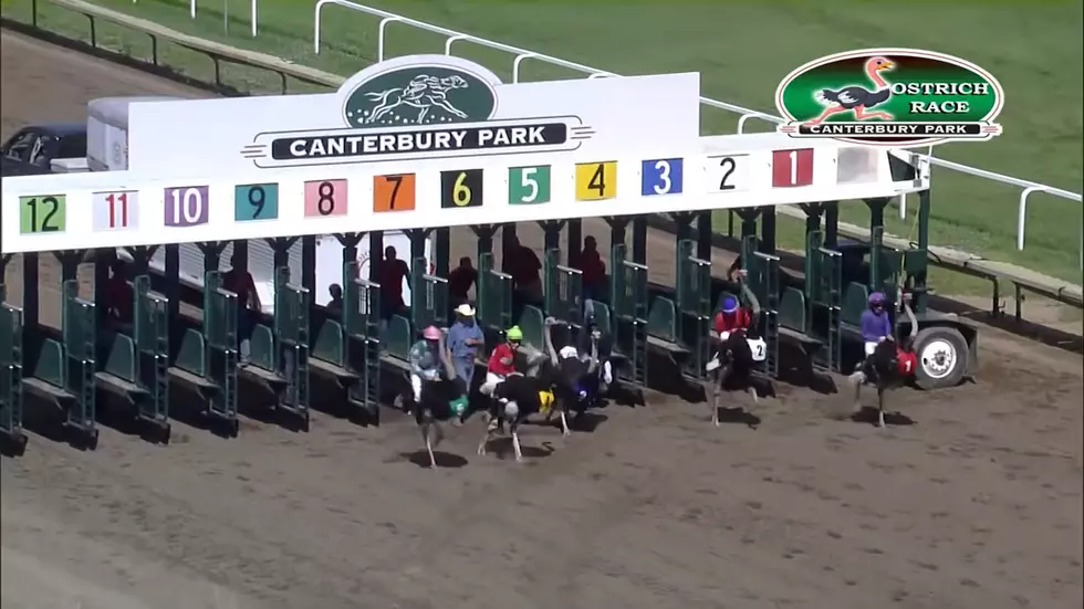 Watch The Unusual Sport Of Ostrich Racing In Minnesota