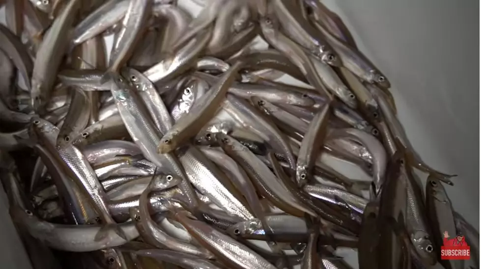 Attention Smelt Fans In Minnesota and Wisconsin: Be Careful How Much You Eat