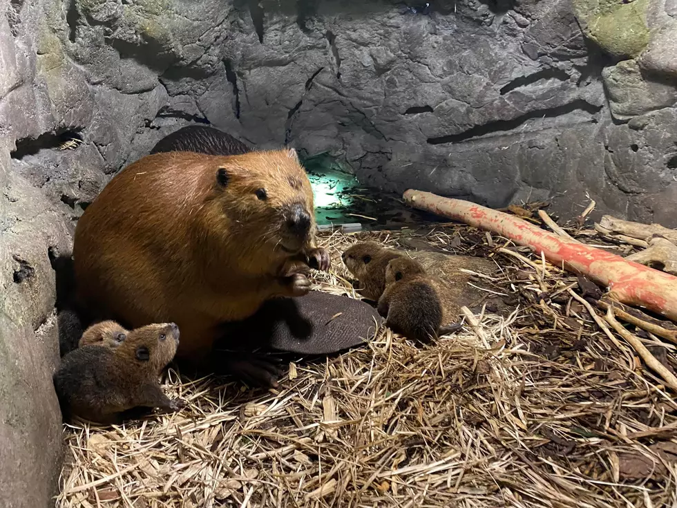 Minnesota Zoo Welcomes Adorable Beaver Babies