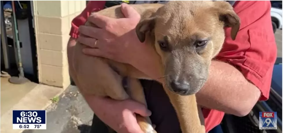 Abandon Dog Rescued from Dumpster