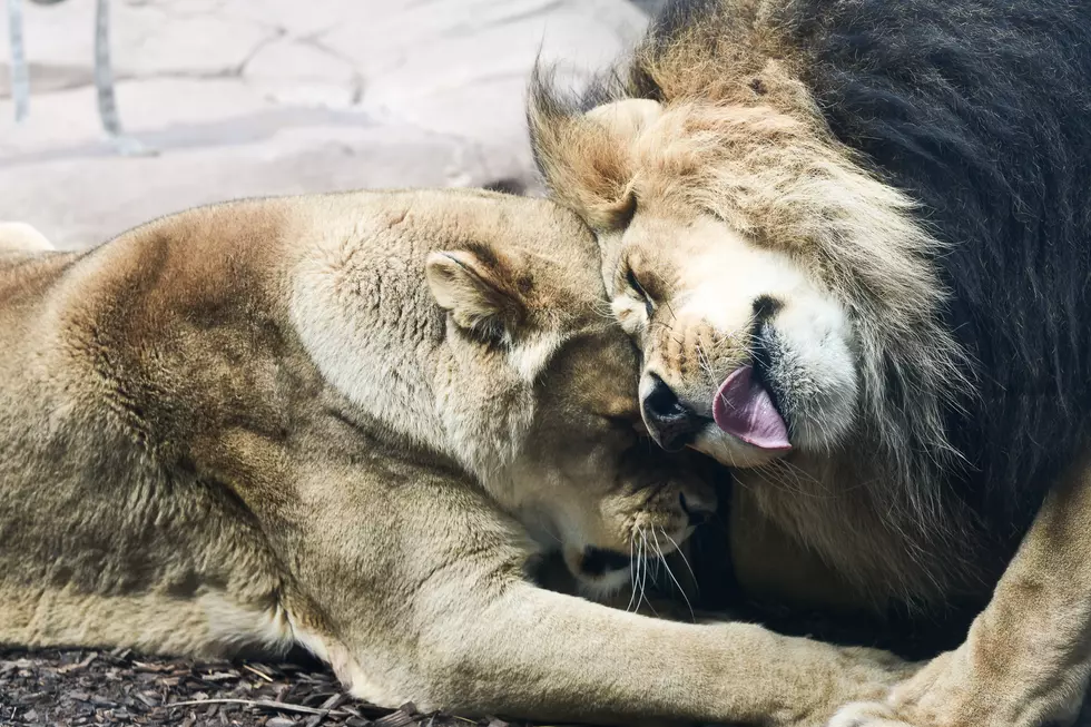 So Sad! Lily The Lion Has Passed Away At Lake Superior Zoo