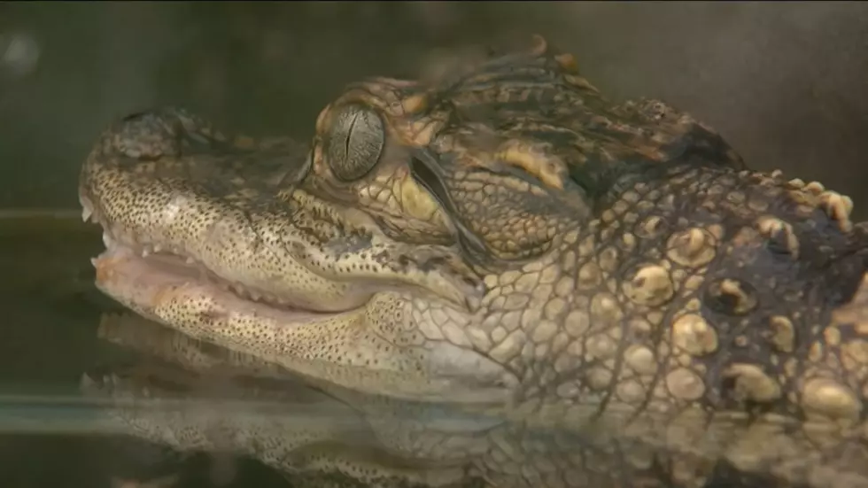 Rare! Kids Spotted An Alligator Swimming In A Wisconsin Lake