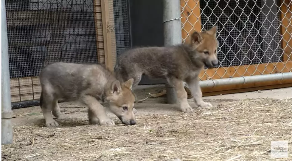 Adorable Wolf Pups From Minnesota To Be Featured In New Series On Disney +