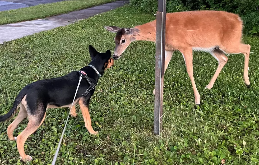 WATCH: Duluth Boy Captures Sweetest Video Of A Deer And Dog In His Front Yard