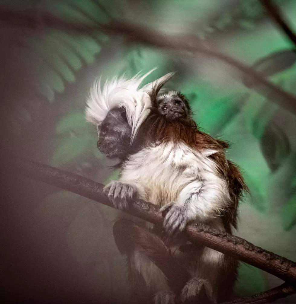 Critically Endangered Primate Baby Was Born At Lake Superior Zoo