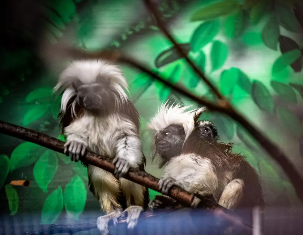 Lake Superior Zoo Welcomes Endangered Baby Cotton-Top Tamarin Monkey