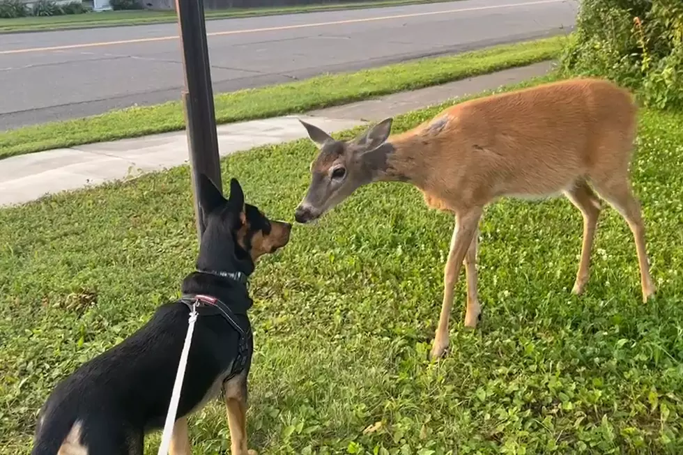 WATCH: Duluth Boy Captures Sweetest Video Of A Deer And Dog In His Front Yard