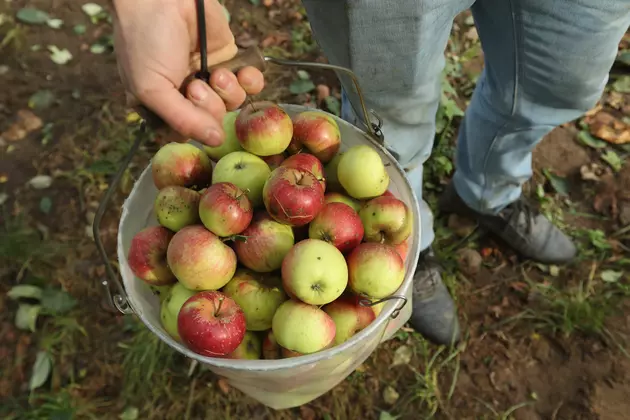 Rare Champagne Apples Will Be Available at Duluth&#8217;s &#8216;Apple Palooza&#8217; Event