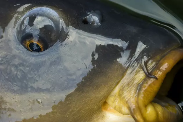Face To Face With A Carp High-Res Stock Photo - Getty Images