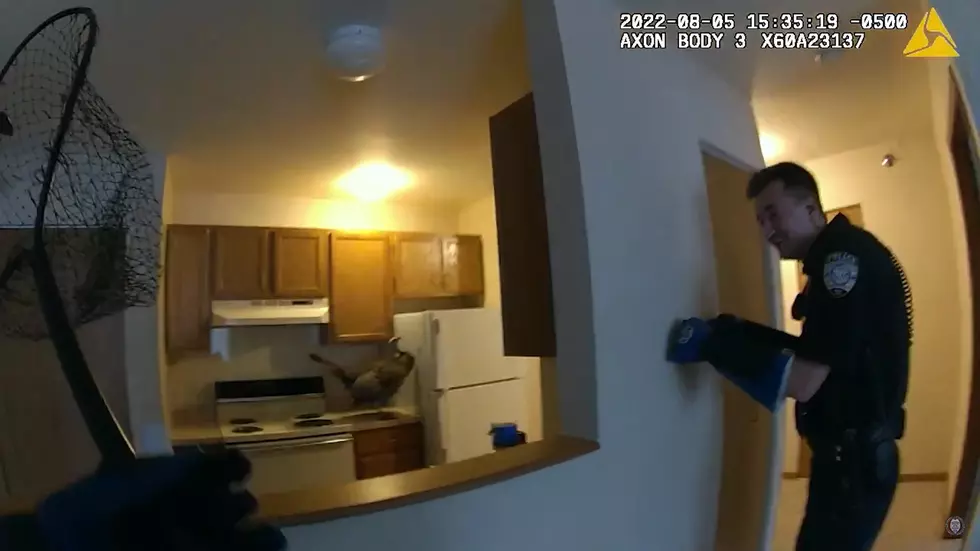 WATCH: Wisconsin Police Capture Wild Turkey After Breaking Into A Second-Story Apartment