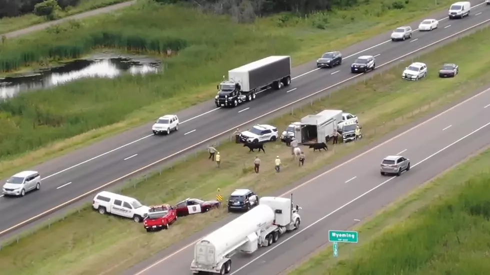 WATCH: Escaped Cows Get Rounded Up On A Minnesota Freeway