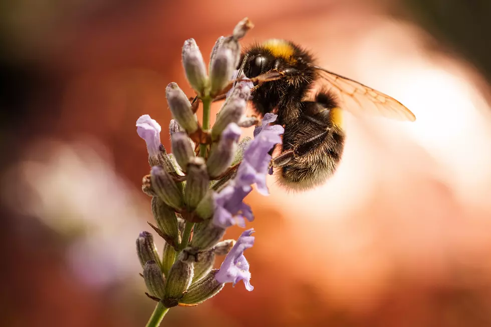 Minnesota Beekeeper Has To Pay Over $300,000 For Venting On Facebook