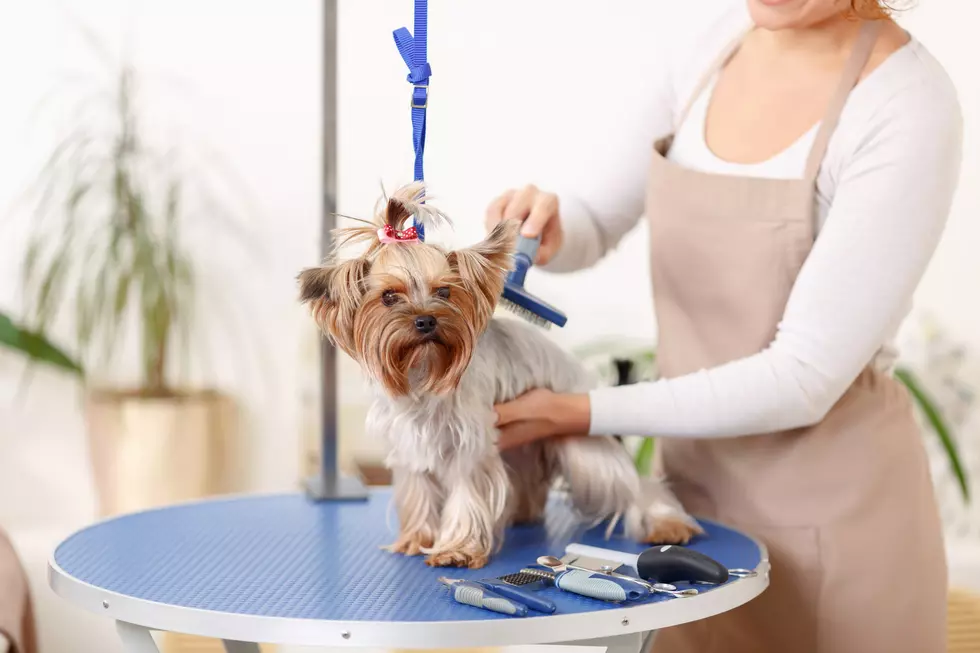 New Dog Grooming Shop Has Opened In Duluth