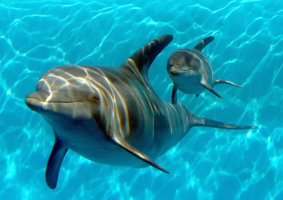 : Bottlenose Dolphin Jumping Patch Ocean Beach Zoo