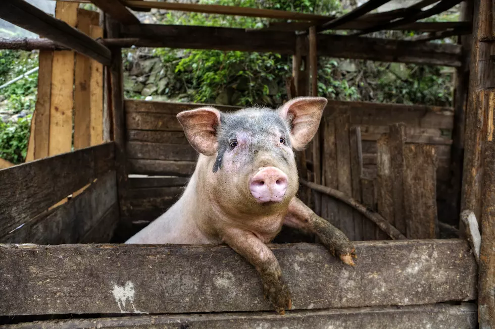 Minnesotans React To A Pig On The Loose, Roaming Around A City