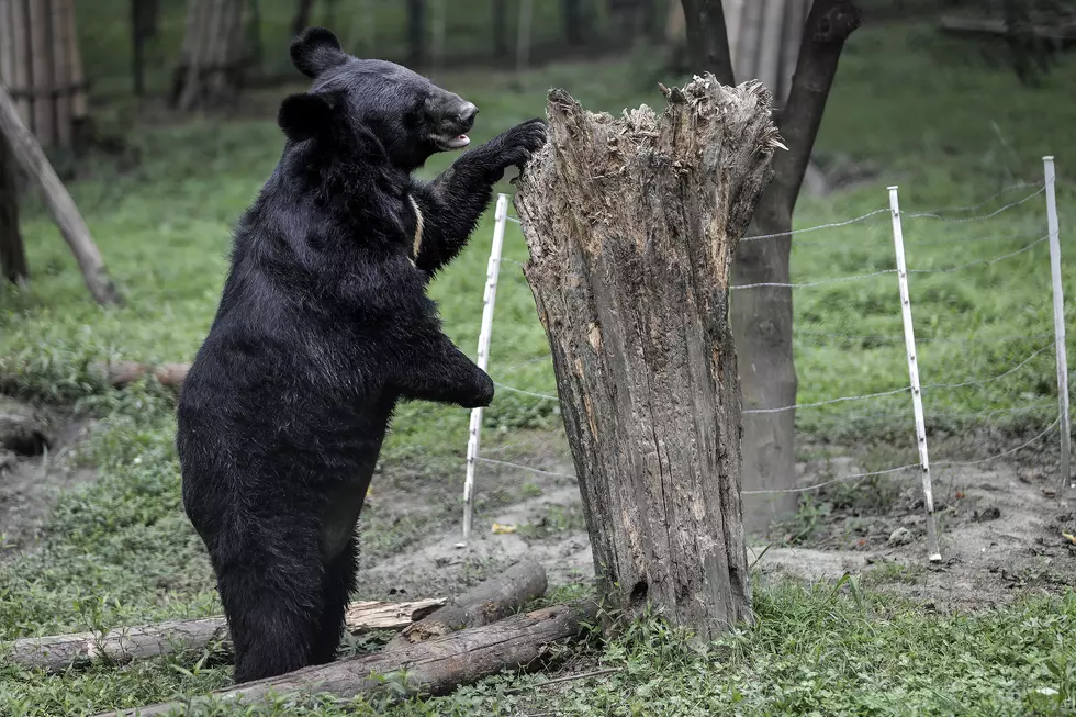 The Bear Center In Ely Has Internship Openings For Summer and Fall