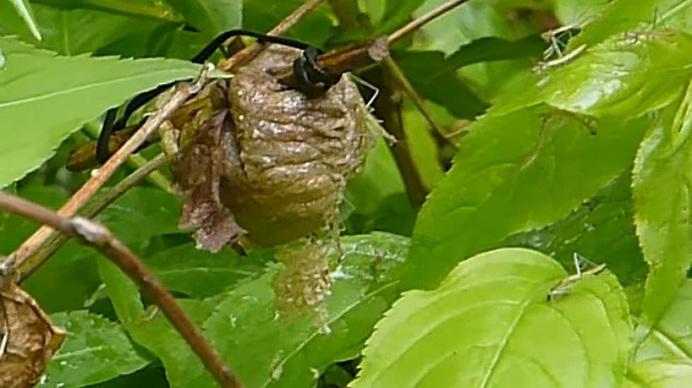 Minnesota Residents: If You See This In Your Christmas Tree, Throw It Out