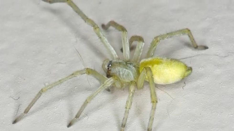Spider Invasion Shuts Down Wisconsin Middle School