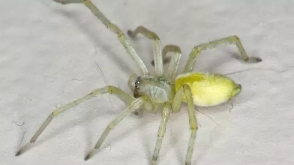 Wisconsin Middle School Closed After Invasion Of Venomous Spiders